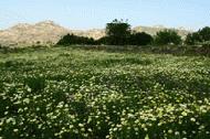 The interior hills of Naxos are ablaze with spring flowers